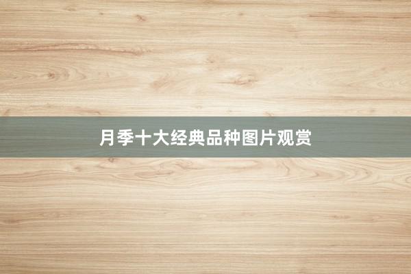月季十大经典品种图片观赏